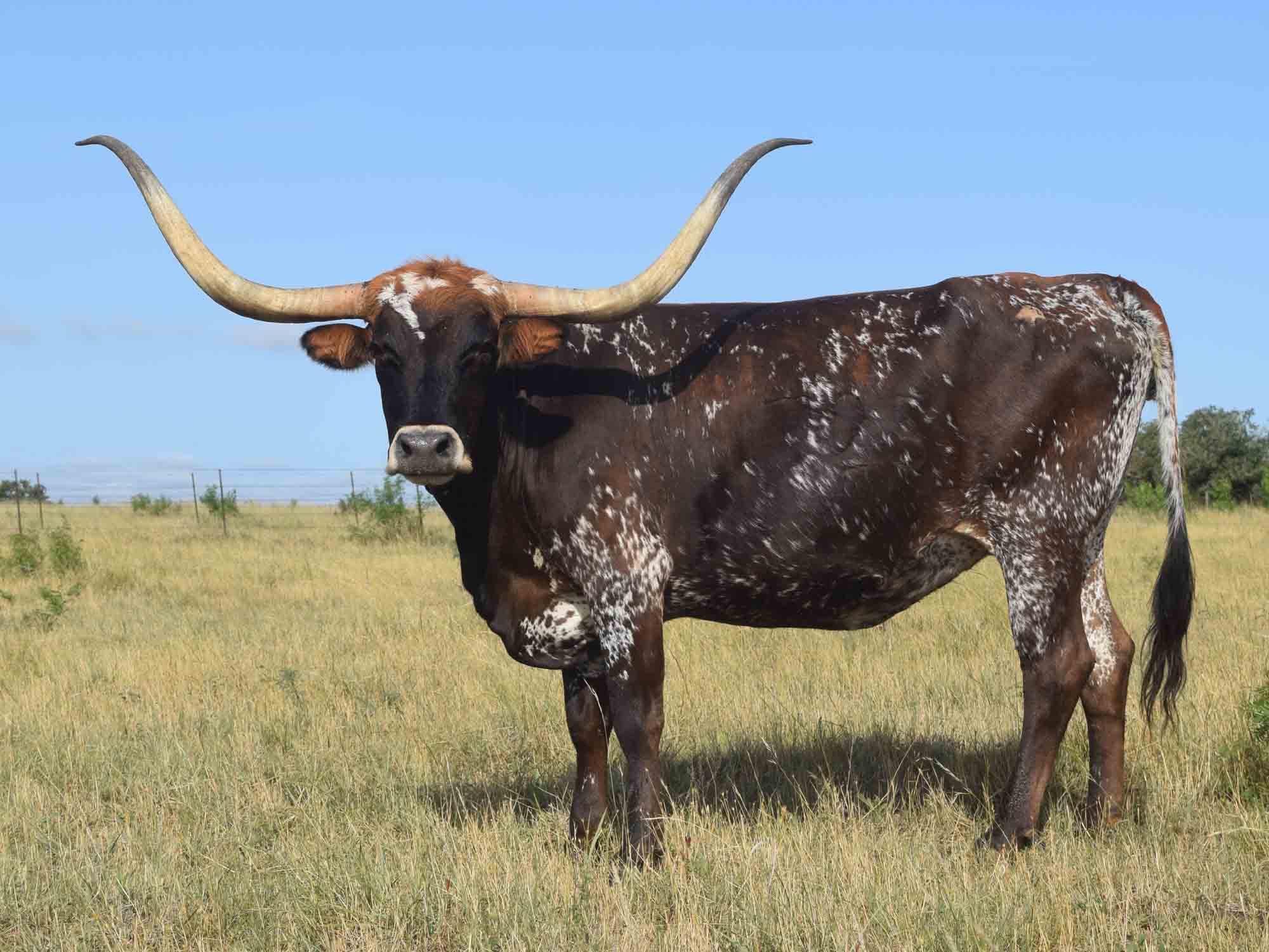 Rocking O Longhorns Mature Cows for sale